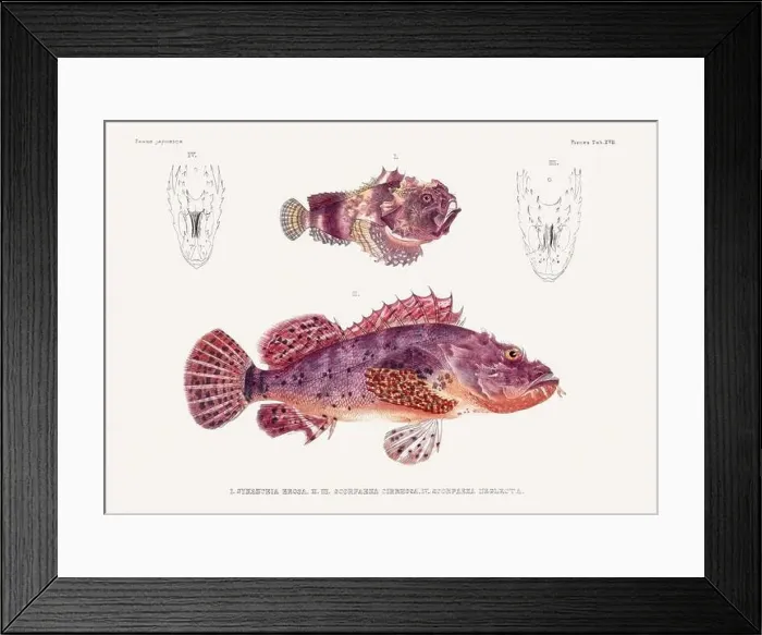 Framed Print : Vintage fish illustration. A plate from an antique book on Japanese fauna, circa 1850