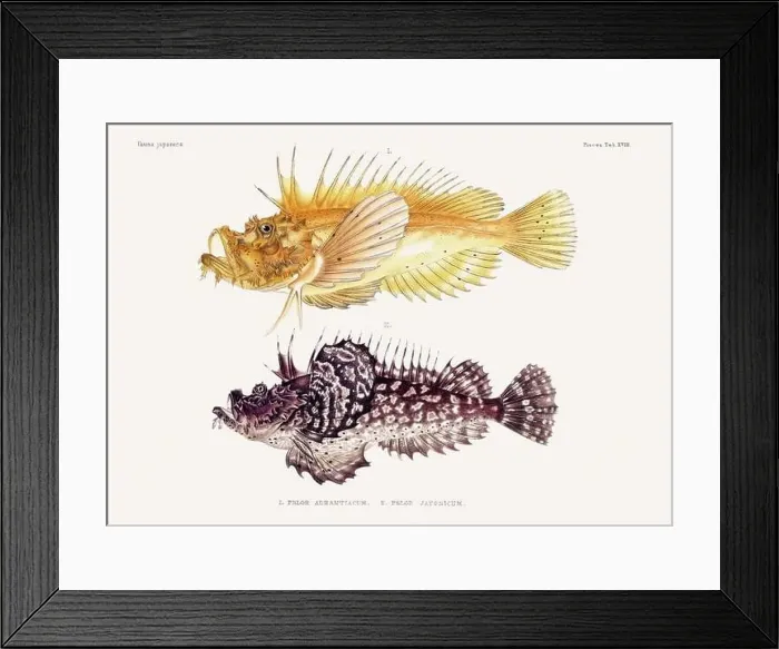Framed Print : Vintage fish illustration. A plate from an antique book on Japanese fauna, circa 1850 Framed Print : Vintage fish illustration. A plate from an antique book on Japanese fauna, circa 1850