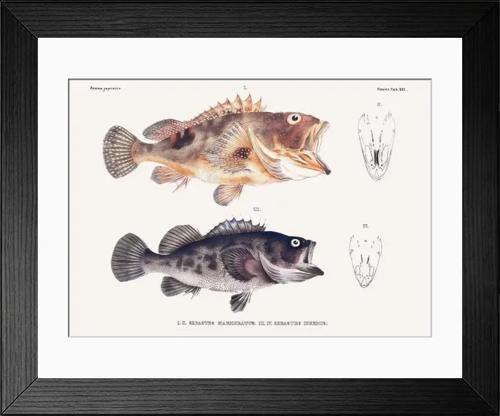 Framed Print : Vintage fish illustration. A plate from an antique book on Japanese fauna, circa 1850 Framed Print : Vintage fish illustration. A plate from an antique book on Japanese fauna, circa 1850