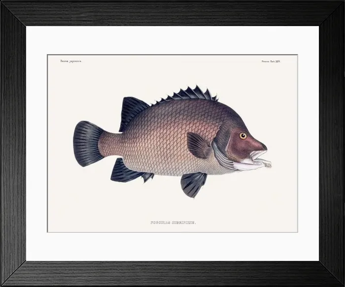 Framed Print : Vintage fish illustration. A plate from an antique book on Japanese fauna, circa 1850 Framed Print : Vintage fish illustration. A plate from an antique book on Japanese fauna, circa 1850