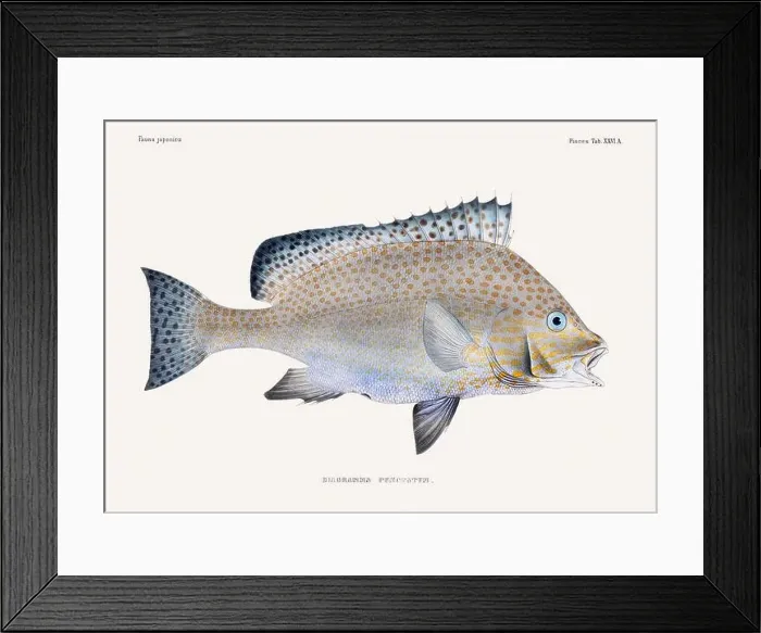 Framed Print : Vintage fish illustration. A plate from an antique book on Japanese fauna, circa 1850 Framed Print : Vintage fish illustration. A plate from an antique book on Japanese fauna, circa 1850