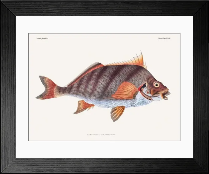 Framed Print : Vintage fish illustration. A plate from an antique book on Japanese fauna, circa 1850 Framed Print : Vintage fish illustration. A plate from an antique book on Japanese fauna, circa 1850