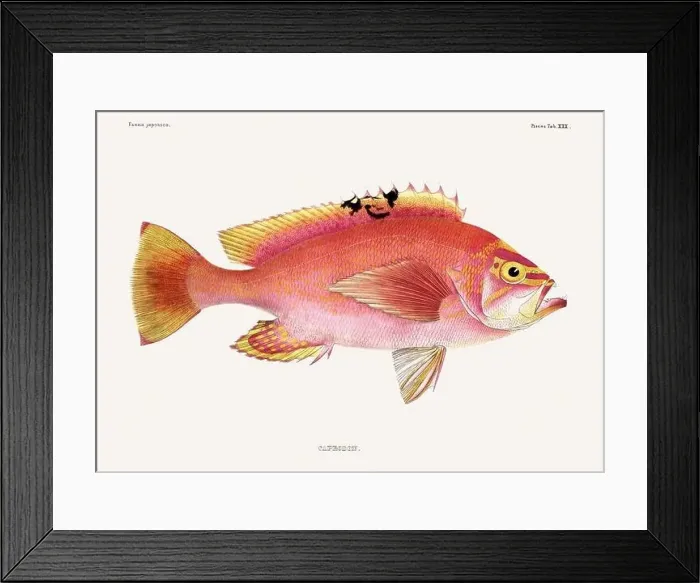 Framed Print : Vintage fish illustration. A plate from an antique book on Japanese fauna, circa 1850 Framed Print : Vintage fish illustration. A plate from an antique book on Japanese fauna, circa 1850