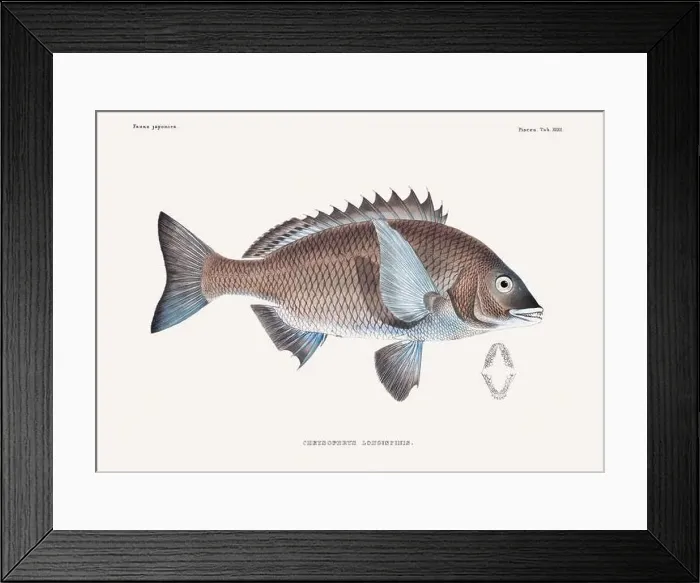Framed Print : Vintage fish illustration. A plate from an antique book on Japanese fauna, circa 1850 Framed Print : Vintage fish illustration. A plate from an antique book on Japanese fauna, circa 1850