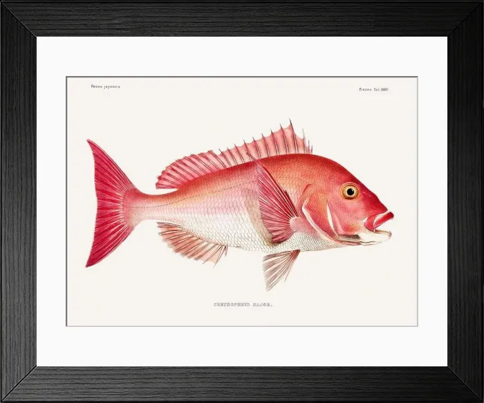 Framed Print : Vintage fish illustration. A plate from an antique book on Japanese fauna, circa 1850 Framed Print : Vintage fish illustration. A plate from an antique book on Japanese fauna, circa 1850