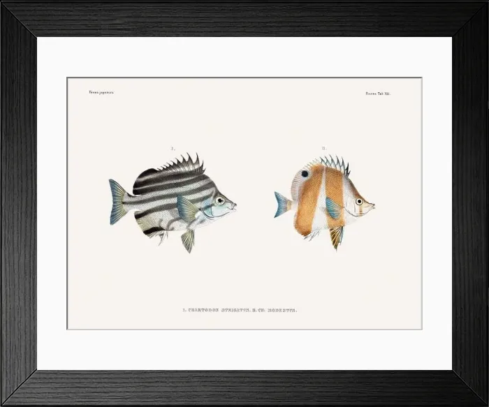 Framed Print : Vintage fish illustration. A plate from an antique book on Japanese fauna, circa 1850