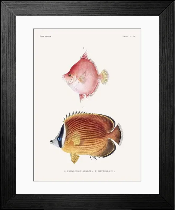 Framed Print : Vintage fish illustration. A plate from an antique book on Japanese fauna, circa 1850 Framed Print : Vintage fish illustration. A plate from an antique book on Japanese fauna, circa 1850