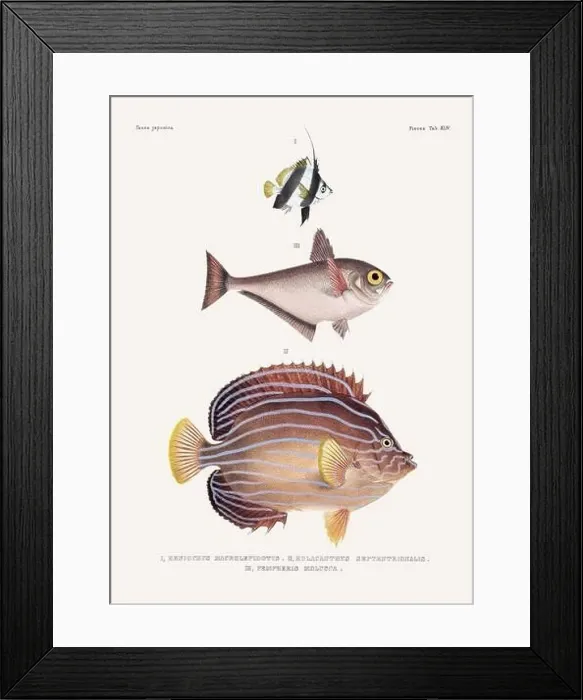 Framed Print : Vintage fish illustration. A plate from an antique book on Japanese fauna, circa 1850 Framed Print : Vintage fish illustration. A plate from an antique book on Japanese fauna, circa 1850