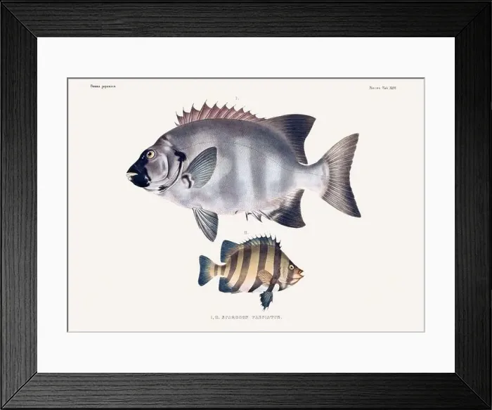 Framed Print : Vintage fish illustration. A plate from an antique book on Japanese fauna, circa 1850 Framed Print : Vintage fish illustration. A plate from an antique book on Japanese fauna, circa 1850