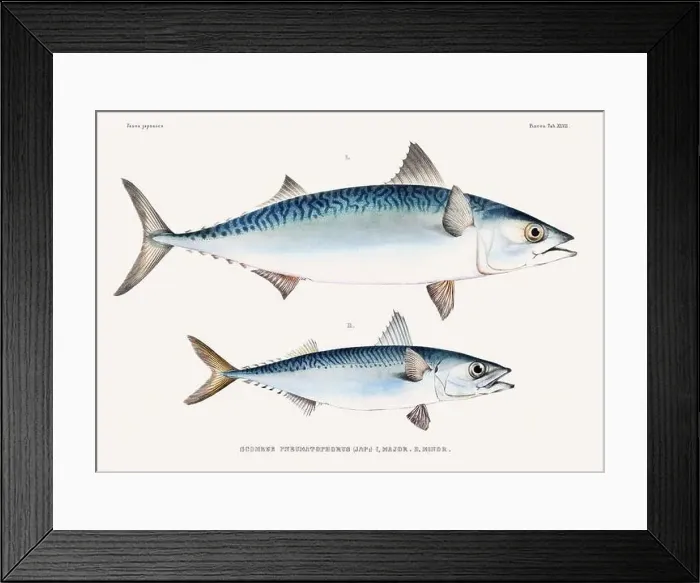Framed Print : Vintage fish illustration. A plate from an antique book on Japanese fauna, circa 1850 Framed Print : Vintage fish illustration. A plate from an antique book on Japanese fauna, circa 1850