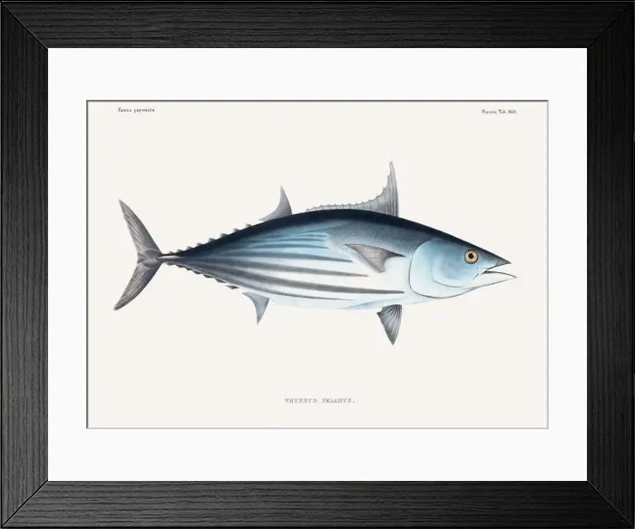 Framed Print : Vintage fish illustration. A plate from an antique book on Japanese fauna, circa 1850 Framed Print : Vintage fish illustration. A plate from an antique book on Japanese fauna, circa 1850