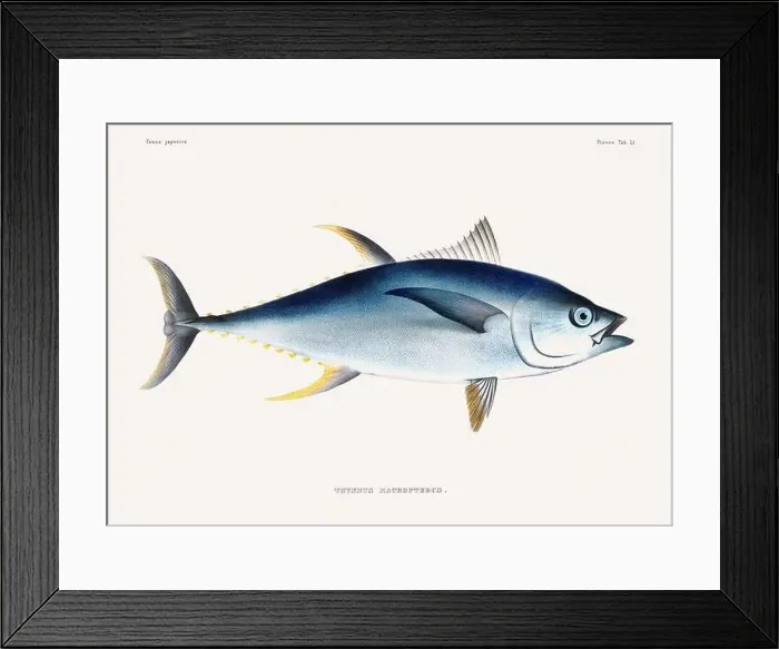 Framed Print : Vintage fish illustration. A plate from an antique book on Japanese fauna, circa 1850 Framed Print : Vintage fish illustration. A plate from an antique book on Japanese fauna, circa 1850