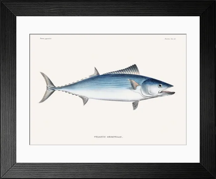 Framed Print : Vintage fish illustration. A plate from an antique book on Japanese fauna, circa 1850 Framed Print : Vintage fish illustration. A plate from an antique book on Japanese fauna, circa 1850
