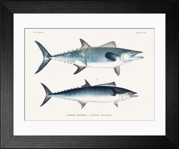 Framed Print : Vintage fish illustration. A plate from an antique book on Japanese fauna, circa 1850 Framed Print : Vintage fish illustration. A plate from an antique book on Japanese fauna, circa 1850
