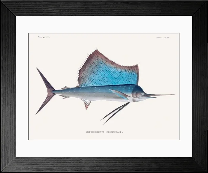 Framed Print : Vintage fish illustration. A plate from an antique book on Japanese fauna, circa 1850
