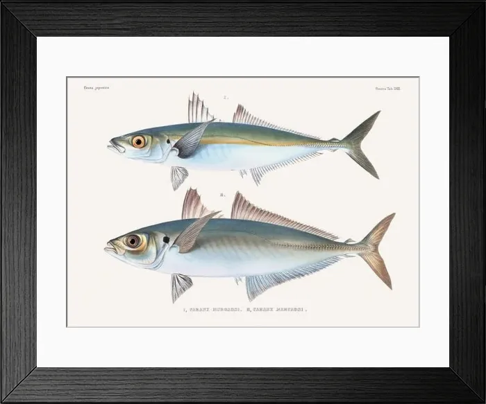 Framed Print : Vintage fish illustration. A plate from an antique book on Japanese fauna, circa 1850 Framed Print : Vintage fish illustration. A plate from an antique book on Japanese fauna, circa 1850