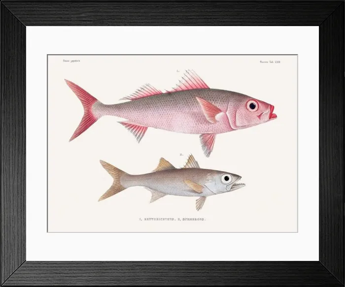 Framed Print : Vintage fish illustration. A plate from an antique book on Japanese fauna, circa 1850 Framed Print : Vintage fish illustration. A plate from an antique book on Japanese fauna, circa 1850