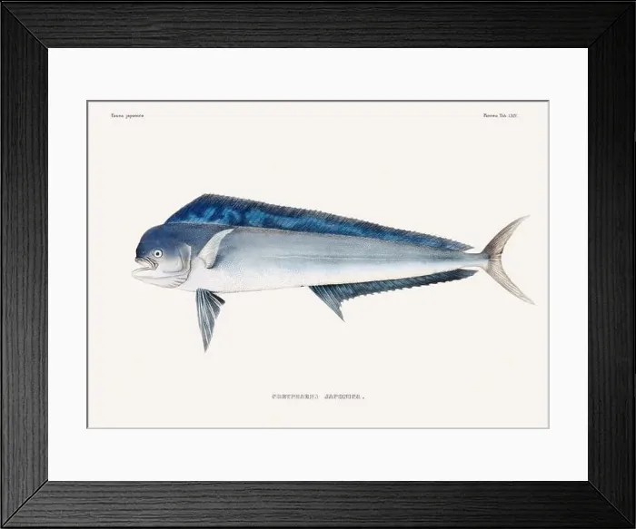Framed Print : Vintage fish illustration. A plate from an antique book on Japanese fauna, circa 1850
