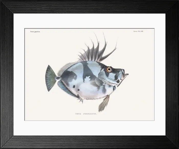 Framed Print : Vintage fish illustration. A plate from an antique book on Japanese fauna, circa 1850 Framed Print : Vintage fish illustration. A plate from an antique book on Japanese fauna, circa 1850