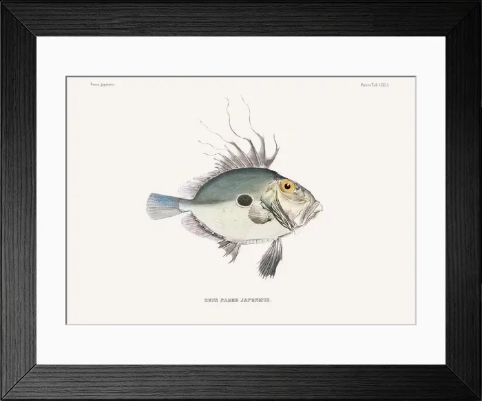 Framed Print : Vintage fish illustration. A plate from an antique book on Japanese fauna, circa 1850 Framed Print : Vintage fish illustration. A plate from an antique book on Japanese fauna, circa 1850