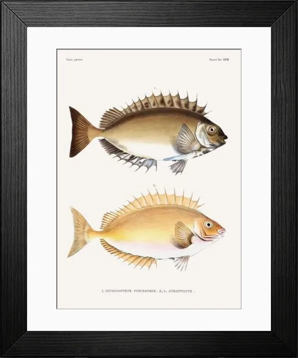Framed Print : Vintage fish illustration. A plate from an antique book on Japanese fauna, circa 1850 Framed Print : Vintage fish illustration. A plate from an antique book on Japanese fauna, circa 1850