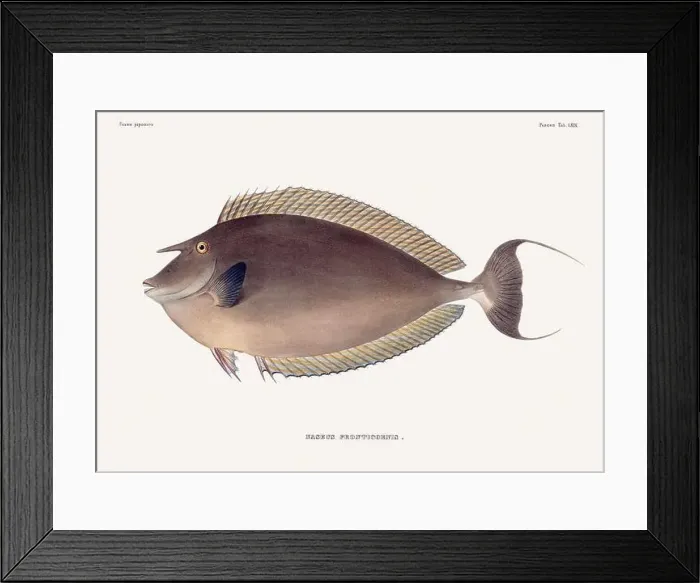 Framed Print : Vintage fish illustration. A plate from an antique book on Japanese fauna, circa 1850 Framed Print : Vintage fish illustration. A plate from an antique book on Japanese fauna, circa 1850