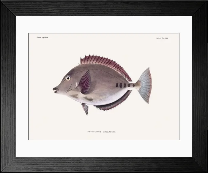 Framed Print : Vintage fish illustration. A plate from an antique book on Japanese fauna, circa 1850