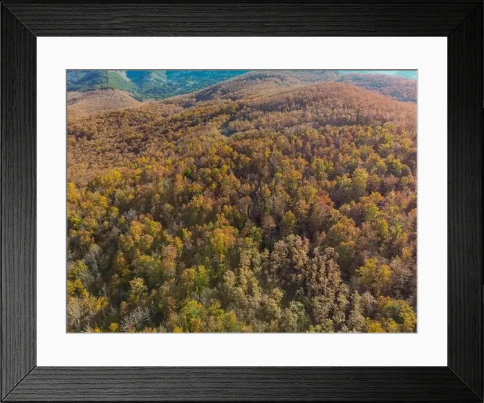 Framed Print : the color of the top of a chestnut forest view with a drone Framed Print : the color of the top of a chestnut forest view with a drone