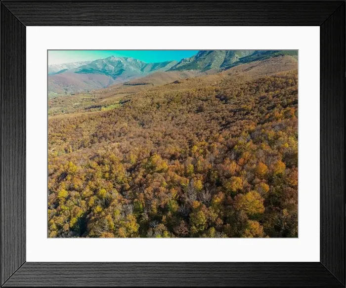 Framed Print : the color of the autumn view with a drone with the background of the mountains Framed Print : the color of the autumn view with a drone with the background of the mountains