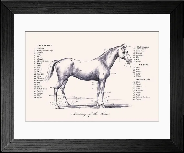 Framed Print : Horse illustration. 19th-century plate from a book on the practical treatise about the humane management of the horse Framed Print : Horse illustration. 19th-century plate from a book on the practical treatise about the humane management of the horse