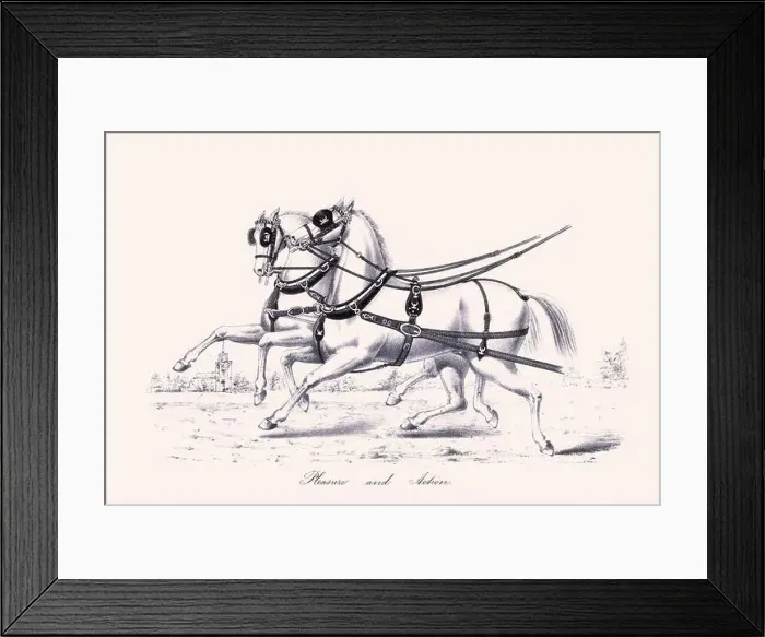 Framed Print : Horse illustration. 19th-century plate from a book on the practical treatise about the humane management of the horse Framed Print : Horse illustration. 19th-century plate from a book on the practical treatise about the humane management of the horse