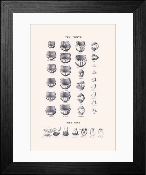 Framed Print : Horse illustration. 19th-century plate from a book on the practical treatise about the humane management of the horse Framed Print : Horse illustration. 19th-century plate from a book on the practical treatise about the humane management of the horse