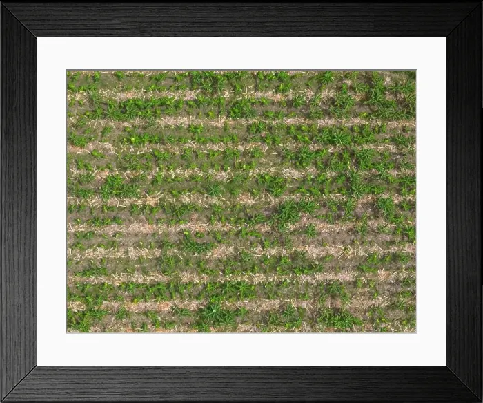 Framed Print : Plam tree in agriculture field aerial above top view Framed Print : Plam tree in agriculture field aerial above top view