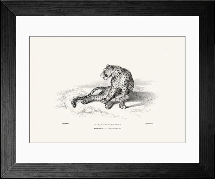 Framed Print : Leopard illustration. Plate from a vintage book of engravings by Sir Edwin Landseer Framed Print : Leopard illustration. Plate from a vintage book of engravings by Sir Edwin Landseer