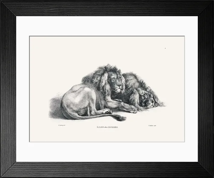 Framed Print : Lion illustration. Plate from a vintage book of engravings by Sir Edwin Landseer Framed Print : Lion illustration. Plate from a vintage book of engravings by Sir Edwin Landseer