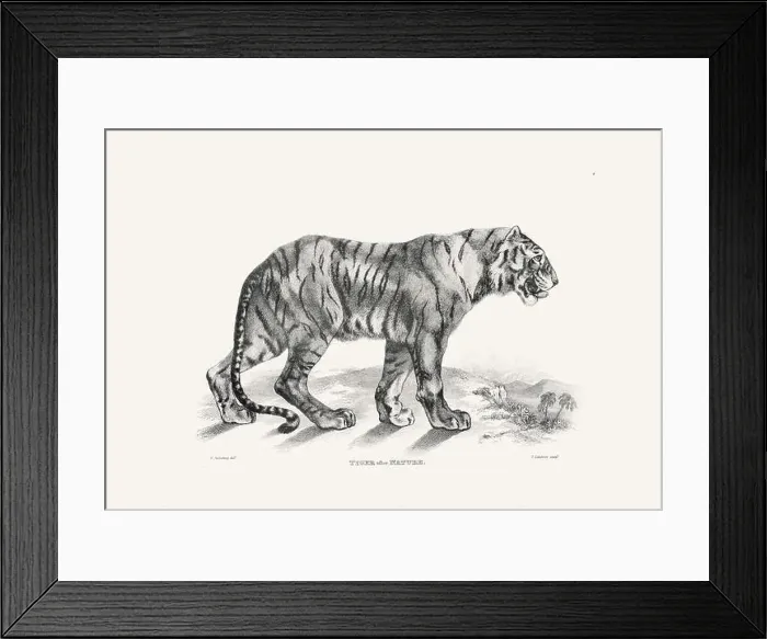 Framed Print : Tiger illustration. Plate from a vintage book of engravings by Sir Edwin Landseer Framed Print : Tiger illustration. Plate from a vintage book of engravings by Sir Edwin Landseer