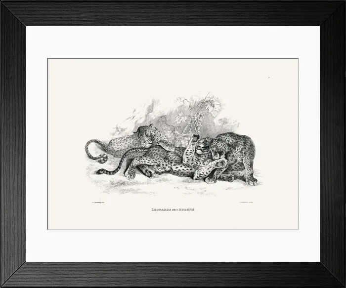 Framed Print : Leopards illustration. Plate from a vintage book of engravings by Sir Edwin Landseer