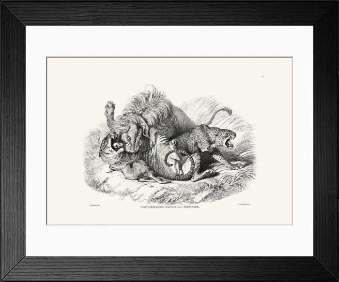 Framed Print : Lion and Leopards illustration Framed Print : Lion and Leopards illustration