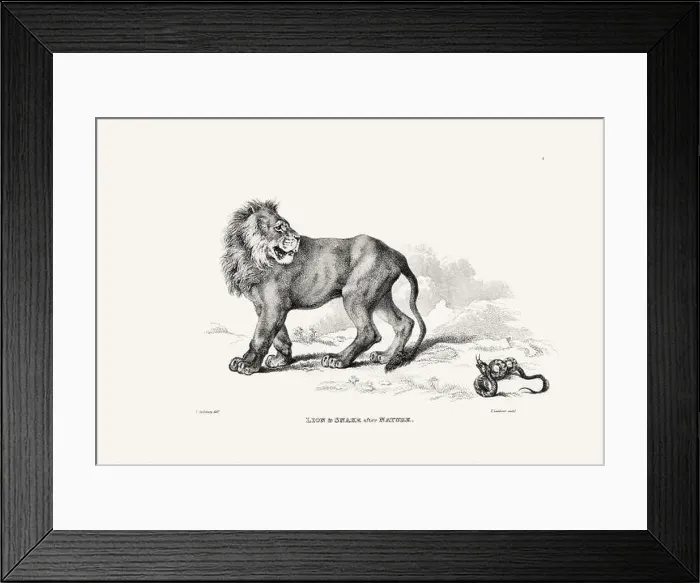Framed Print : Lion illustration. Plate from a vintage book of engravings by Sir Edwin Landseer Framed Print : Lion illustration. Plate from a vintage book of engravings by Sir Edwin Landseer