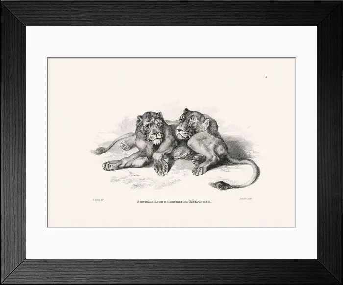Framed Print : Lion illustration. Plate from a vintage book of engravings by Sir Edwin Landseer Framed Print : Lion illustration. Plate from a vintage book of engravings by Sir Edwin Landseer