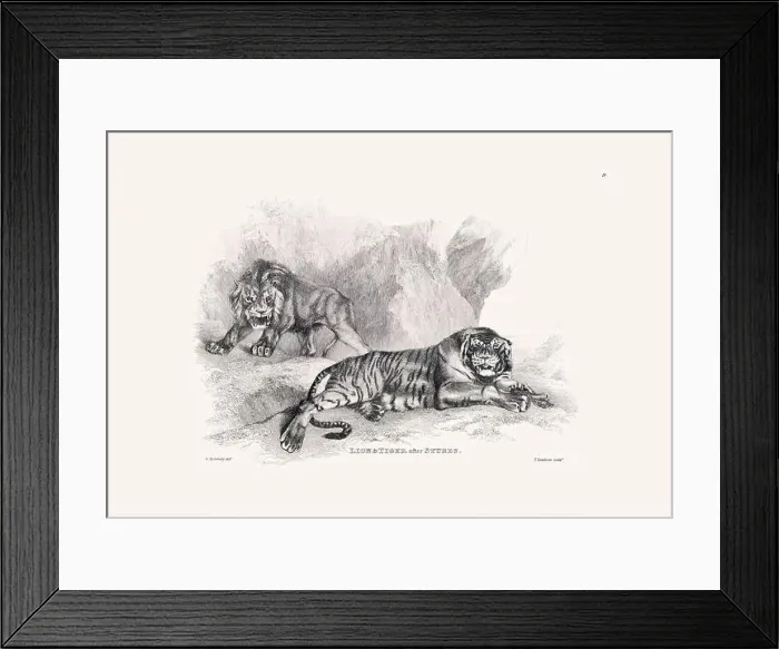 Framed Print : Lion and Tiger illustration. Plate from a vintage book of engravings by Sir Edwin Landseer Framed Print : Lion and Tiger illustration. Plate from a vintage book of engravings by Sir Edwin Landseer