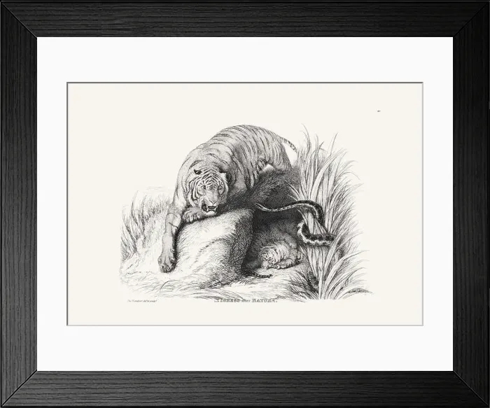 Framed Print : Tiger illustration. Plate from a vintage book of engravings by Sir Edwin Landseer Framed Print : Tiger illustration. Plate from a vintage book of engravings by Sir Edwin Landseer