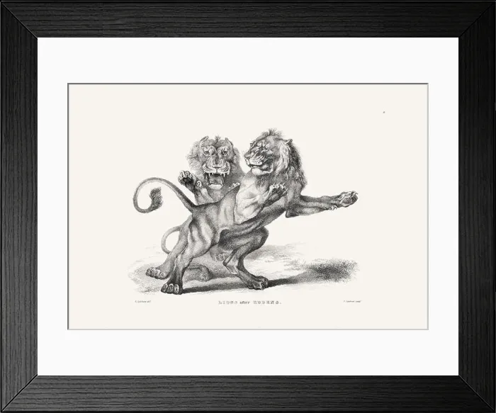 Framed Print : Lion illustration. Plate from a vintage book of engravings by Sir Edwin Landseer Framed Print : Lion illustration. Plate from a vintage book of engravings by Sir Edwin Landseer