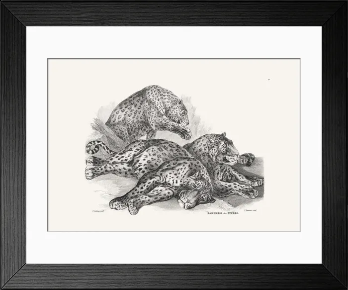 Framed Print : Panther illustration. Plate from a vintage book of engravings by Sir Edwin Landseer Framed Print : Panther illustration. Plate from a vintage book of engravings by Sir Edwin Landseer