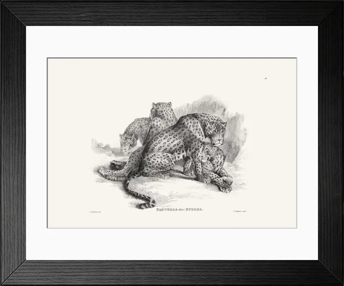 Framed Print : Panther illustration. Plate from a vintage book of engravings by Sir Edwin Landseer Framed Print : Panther illustration. Plate from a vintage book of engravings by Sir Edwin Landseer