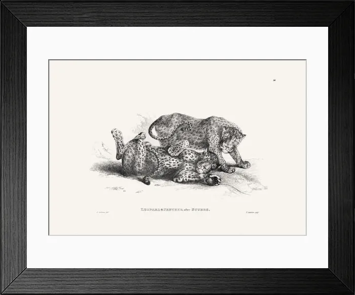 Framed Print : Panther illustration. Plate from a vintage book of engravings by Sir Edwin Landseer Framed Print : Panther illustration. Plate from a vintage book of engravings by Sir Edwin Landseer
