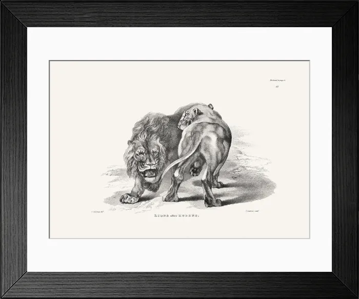 Framed Print : Lion illustration. Plate from a vintage book of engravings by Sir Edwin Landseer Framed Print : Lion illustration. Plate from a vintage book of engravings by Sir Edwin Landseer