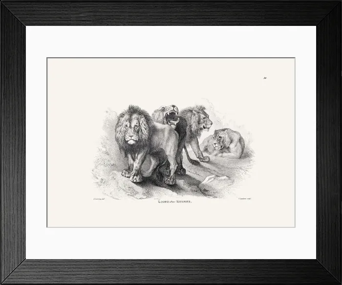 Framed Print : Lion illustration. Plate from a vintage book of engravings by Sir Edwin Landseer