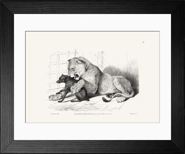 Framed Print : Lion and Dog illustration. Plate from a vintage book of engravings by Sir Edwin Landseer Framed Print : Lion and Dog illustration. Plate from a vintage book of engravings by Sir Edwin Landseer