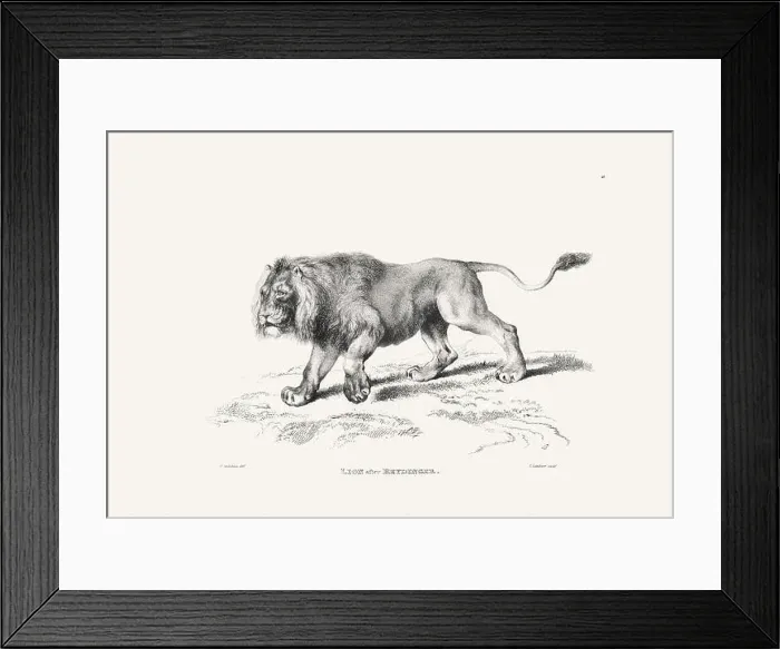 Framed Print : Lion illustration. Plate from a vintage book of engravings by Sir Edwin Landseer Framed Print : Lion illustration. Plate from a vintage book of engravings by Sir Edwin Landseer